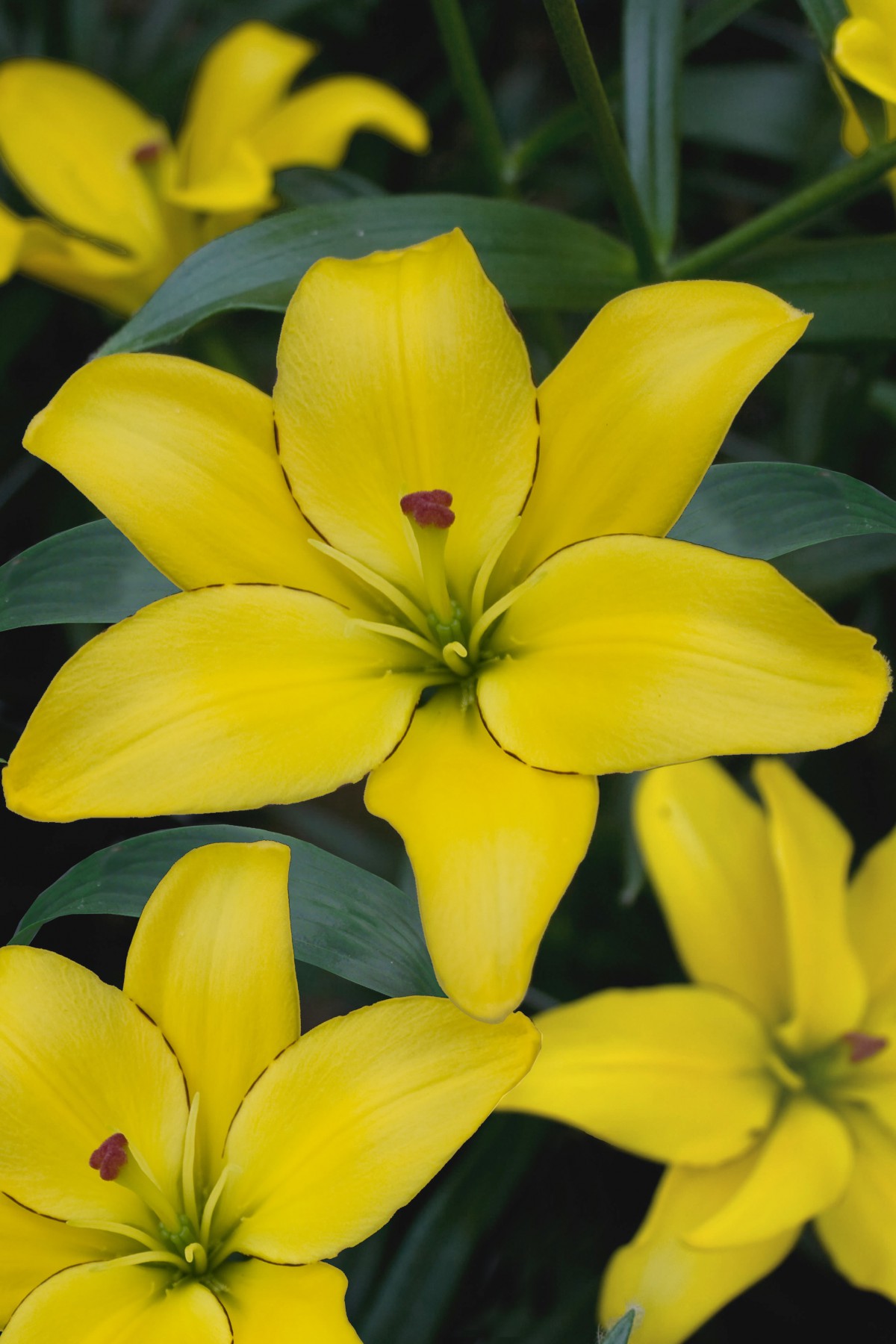 Lilium Asiatic 'Yellow Cocotte'